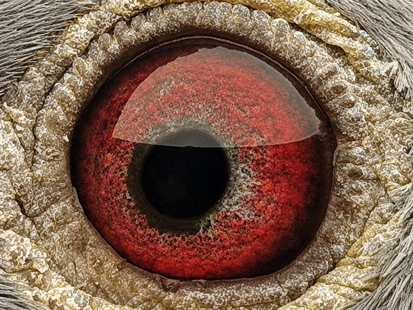 Pigeon eye